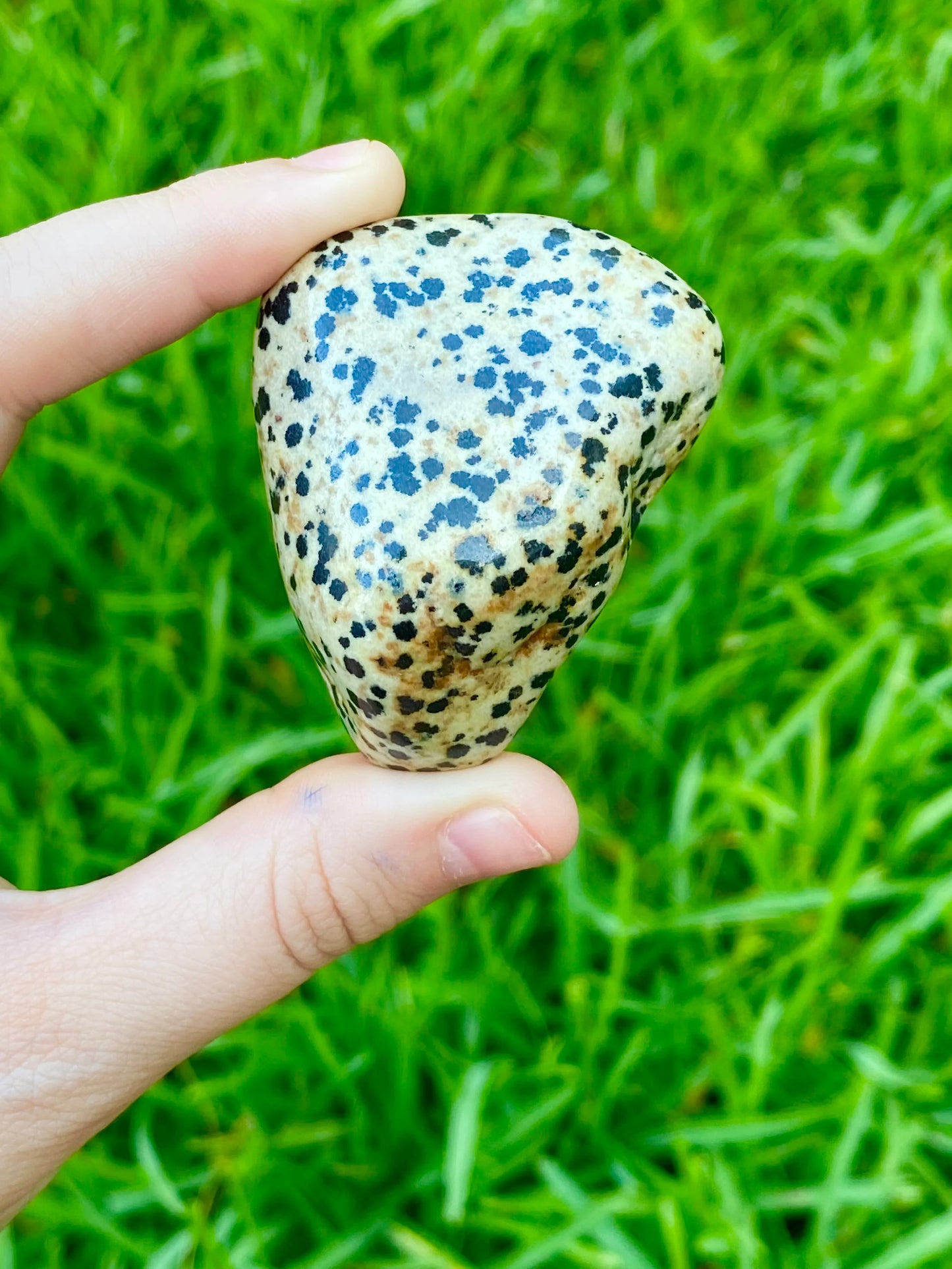 Dalmatian Tumble 1-1.50"