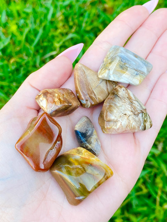 Petrified Wood Tumble Crystal 0.75-1.25"
