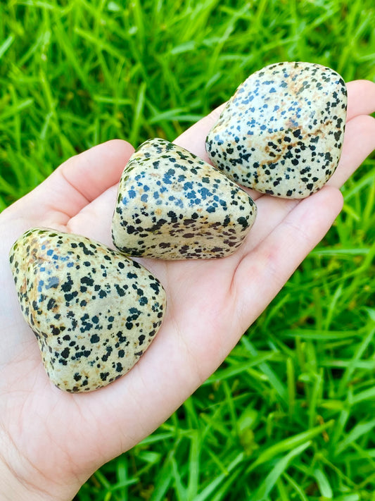 Dalmatian Tumble 1-1.50"